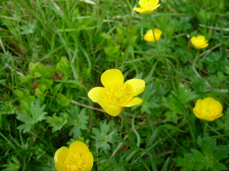 Ranuncolo appenninico